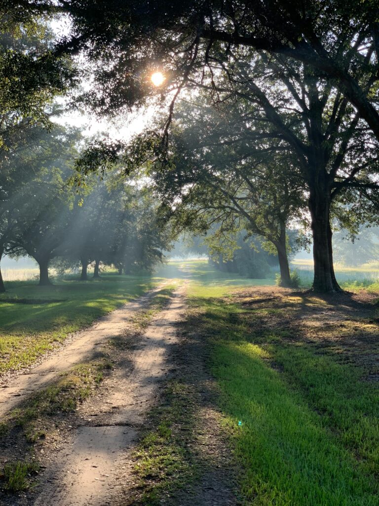 forest path lit by sunlight through the trees